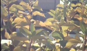 धेरै बोल्ड एश्ले लङ्ग संग एक जंगली समय संग विशाल कक निम्न सहरी छ